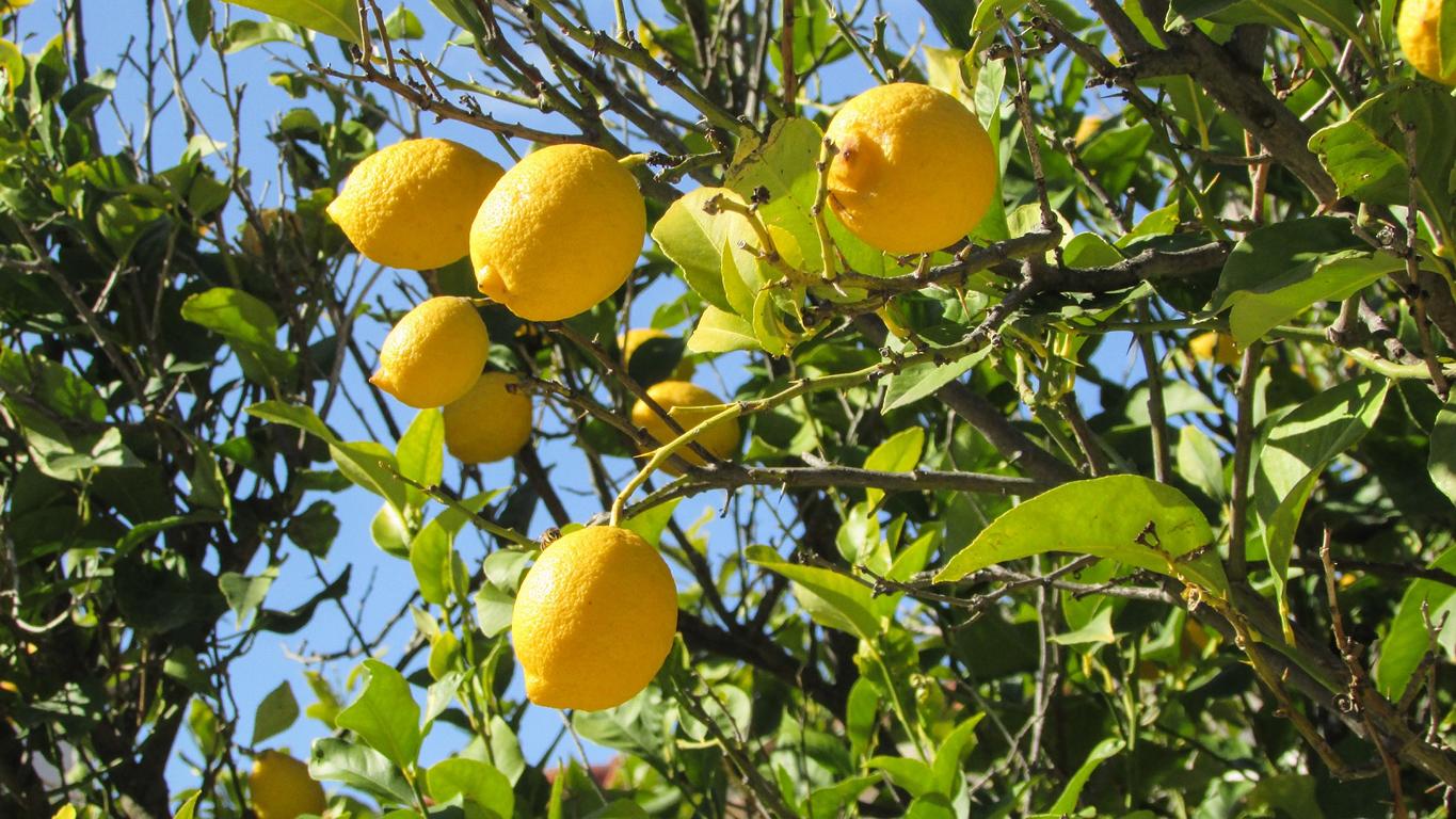 Zitronen schmecken besonder gut, wenn sie vom eigenen Zitronenbaum kommen