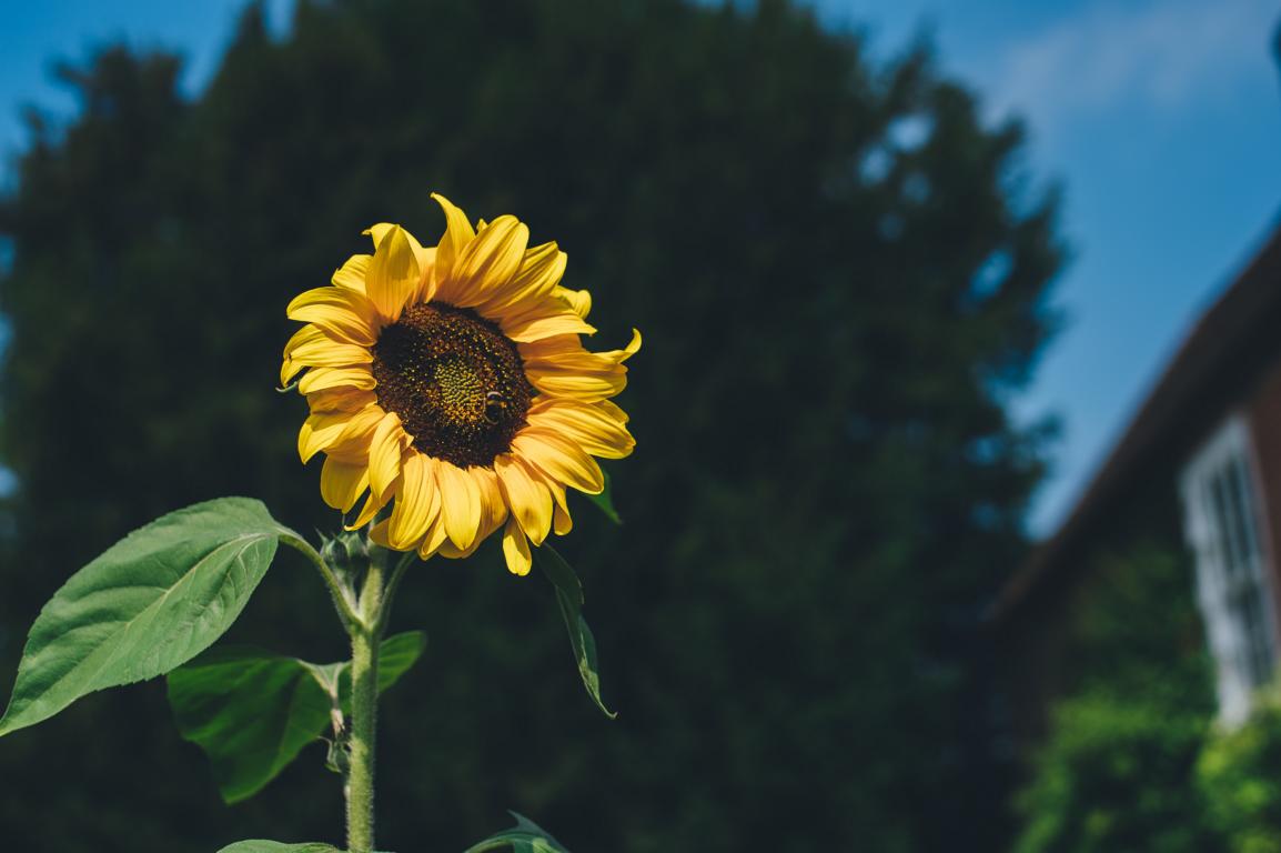 Mit Seedbombs ganz einfach unsere Städte mehr begrünen und blühen lassen