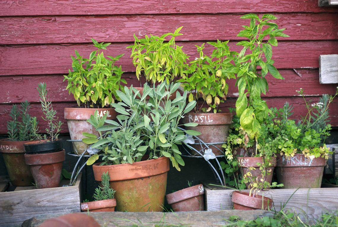 Egal ob Kräutergarten oder Sonnenblumen für die Wohnung - Ecocube macht es kinderleicht Pflanzen zu züchten